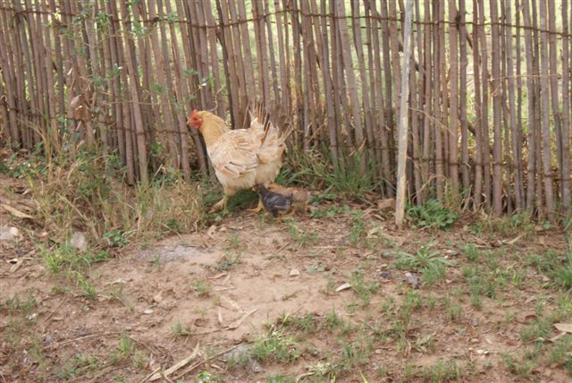 enjoy free, health fresh eggs when the ladies are laying